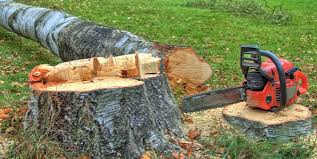 Trusted Nassau Bay, TX Tree Services Experts