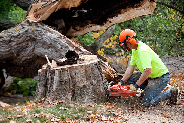 How Our Tree Care Process Works  in  Nassau Bay, TX